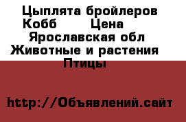Цыплята бройлеров Кобб 500 › Цена ­ 85 - Ярославская обл. Животные и растения » Птицы   